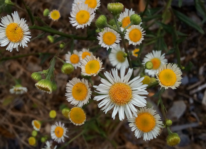 [Flowers with large yellow center mound and a multitide of thin white petals. There are more than a dozen flowers in the image. Some have short white petals while others have longer petals. There are multiple blooms atop each stem. ]